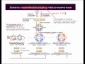 Effects of Reciprocal Translocation with No Crossover