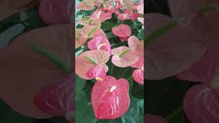 ANTHURIUM PLANT | FLOWERING PLANT | HONG KONG AIRPORT | SEPTEMBER 14 2023 | YHANG DELA CRUZ VLOG