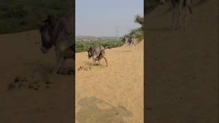 Donkey back water #reels #animals #foryou #trendingshorts