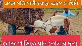 ঘোড়া গাড়িতে ধান তোলার দৃশ্য। গ্রাম বাংলা।