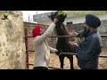 horse shoes ਖੁਰੀਆਂ ਭੁੱਲ ਜਾਓਗੇ ਹੁਣ ਮਿਲਣਗੇ ਘੋੜਿਆਂ ਦੇ ਬੂਟ