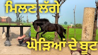 Horse shoes,, ਖੁਰੀਆਂ ਭੁੱਲ ਜਾਓਗੇ ਹੁਣ ਮਿਲਣਗੇ ਘੋੜਿਆਂ ਦੇ ਬੂਟ