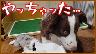 すっかりお姉ちゃんになって子犬だという事忘れてました😂【ボーダーコリー】