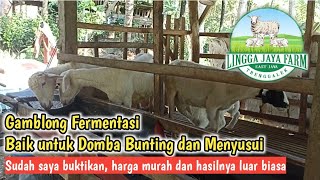 🛑 TERNAK DOMBA -  COMBORAN MURAH  DAN BAIK UNTUK DOMBA BUNTING DENGAN MEMAKAI GAMBLONG FERMENTASI