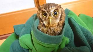 かわいいフクロウがパジャマの中で寝る準備!?   Cute owl ready to  sleep!?