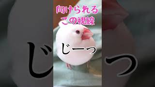 【白文鳥】羨ましがられるけど意外に大変な文鳥の熱視線#Shorts