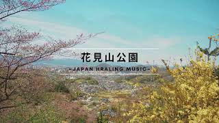 【癒し動画】花見山公園【日本の美しい風景】