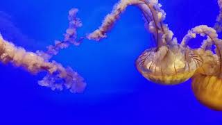 Jellyfish Swimming - California Academy of Sciences - Pacific Sea Nettle