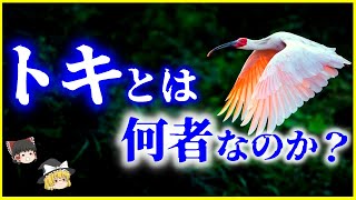 【ゆっくり解説】なぜ日本で絶滅した…？「トキ」とは何者なのか？を解説/国鳥と勘違いされる理由とは？絶滅の理由と野生復活への道