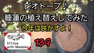 【めだかと暮せば】ベランダビオトープ😄睡蓮の植え替えです‼️今年は咲かせたい🎵no.139 #メダカ #ビオトープ #睡蓮