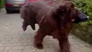 Bosco the Slow Motion Newfoundland