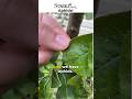 Aphids! And how to get rid of them. Full video in comments. #garden #aphids #gardeningvideos