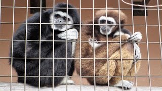 寒い日は家族で固まり暖まる・シロテテナガザル