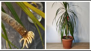 How to grow Dracaena plants from cuttings