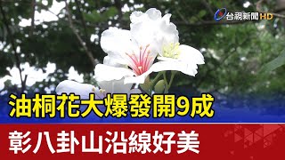 油桐花大爆發開9成 彰八卦山沿線好美