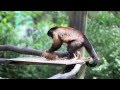 Monkeys break open a coconut