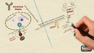 Superantigens