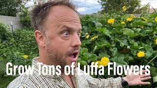 How to Grow Tons of Flowers on Luffa in Hot Climates (and attract Sphinx moths!)