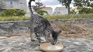 2024.12.10 猫巡り 公園のサバトラに美味しいカリカリと大好きな金のカップと元気が出るミルクを