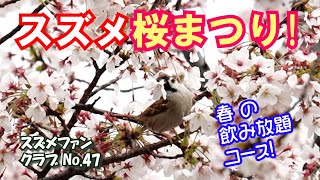 スズメ桜まつり！春の飲み放題コース【#スズメファンクラブNo.47】【SONY α7Ⅳで撮影】