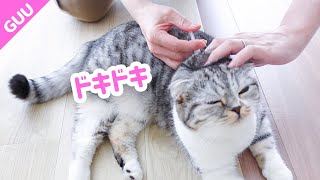 【猫のノミダニ予防】ブロードラインを初めて使った猫の反応がこちらです［スコティッシュフォールド］