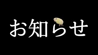 【残念なお知らせ】我が家のサザナミインコ に関するお話