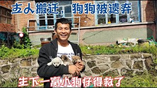 20200915—主人搬迁狗狗无家可归，生下的一窝小狗仔被好心人收留The owner moved, the homeless dog \u0026 her puppies are adopted by Chi