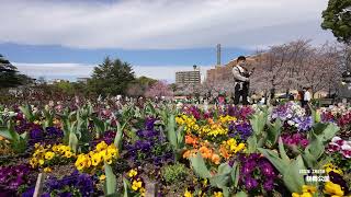 2022 03 27 鶴舞公園の桜