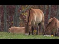 how the last of the przewalski horses were saved