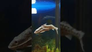 My Pictus Catfish 4k