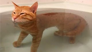 When Ginger Cats Proved Just How Hilariously Unpredictable They Really Are 🤣