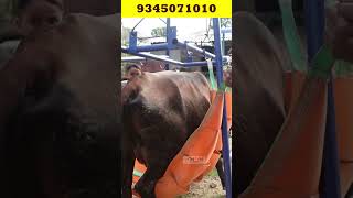 மாடுகளை தூக்க இனி ஆட்கள் தேவையில்லை COW LIFTING MACHINE