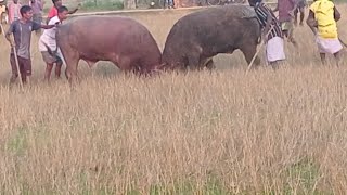 bayar ropok video 2023 At HathiPathanm Maidan # mutton 🆚 BHAGA Bandh 🐃🐃 30 October