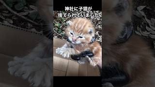 【捨てられていた子猫…😿】人気のない神社にダンボールに入れられて…😿#保護猫#捨て猫 #猫#ねこ #子猫 #猫動画 #猫好きさんと繋がりたい #youtube #shorts