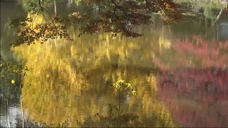 都心で紅葉を楽しもう　癒しの森の紅葉・日比谷公園