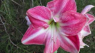 Cherry Blossom Amaryllis Hippeastrum