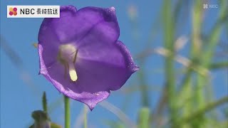 五島で咲く絶滅危惧種の花「シマシャジン」