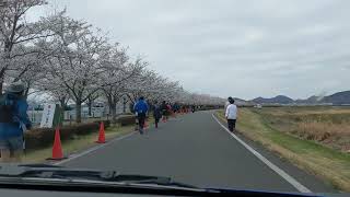 おの桜づつみ回廊