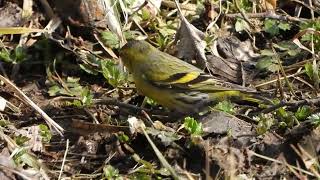 Eurasian Siskin and it`s favorite food