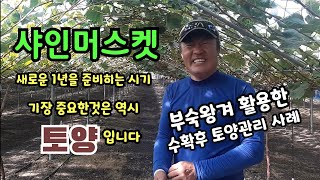 샤인머스켓 포도가 새로운1년을 준비하는시기 가장 중요한것은? 역시 토양입니다 부숙왕겨를 활용한 수확후 토양관리사례