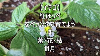 Subtitles [Strawberry] -3- Bud/Flower/Withered -November