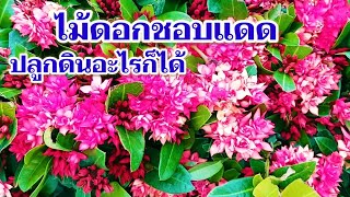 ต้นเข็มพิกุลสำหรับจัดสวนประดับริมรั้วริมทางเดินทรงดอกสีสดสวยออกดอกเน้นๆชอบแดดเลี้ยงง่ายปักชำกิ่งได้