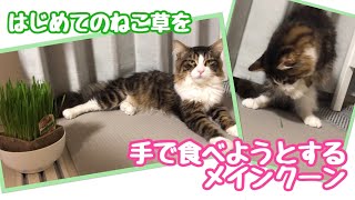 はじめてのねこ草　どうしても手で食べたいメインクーンのさびと【たぬきしっぽの猫】