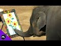 5 Animals That Are Secretly Geniuses! 5 Weird Animal Facts - Ep. 36 : AnimalBytesTV