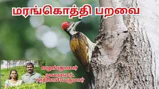 மரங்கொத்திப் பறவை | மரங்கொத்தி பறவை | Wood Pecker Birds | Life style of Wood Pecker | Ayavi | பறவை