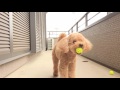 バルコニーでボール遊びをしている姿が少しアホっぽい犬 プードル my dog plays ball on the balcony. poodle