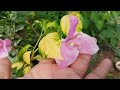 bougainvilleas in my garden