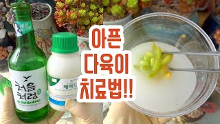 다육맘 시청 필수!! 내 다육이는 내가 지킨다!! (多肉植物)(たにくしょくぶつ)