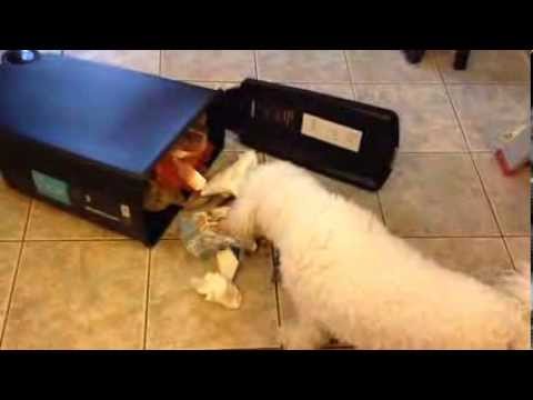 How to Keep Your Dog Out of the Garbage How to Keep Your Dog Out of the Garbage