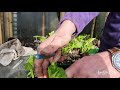 how to root dahlia cuttings